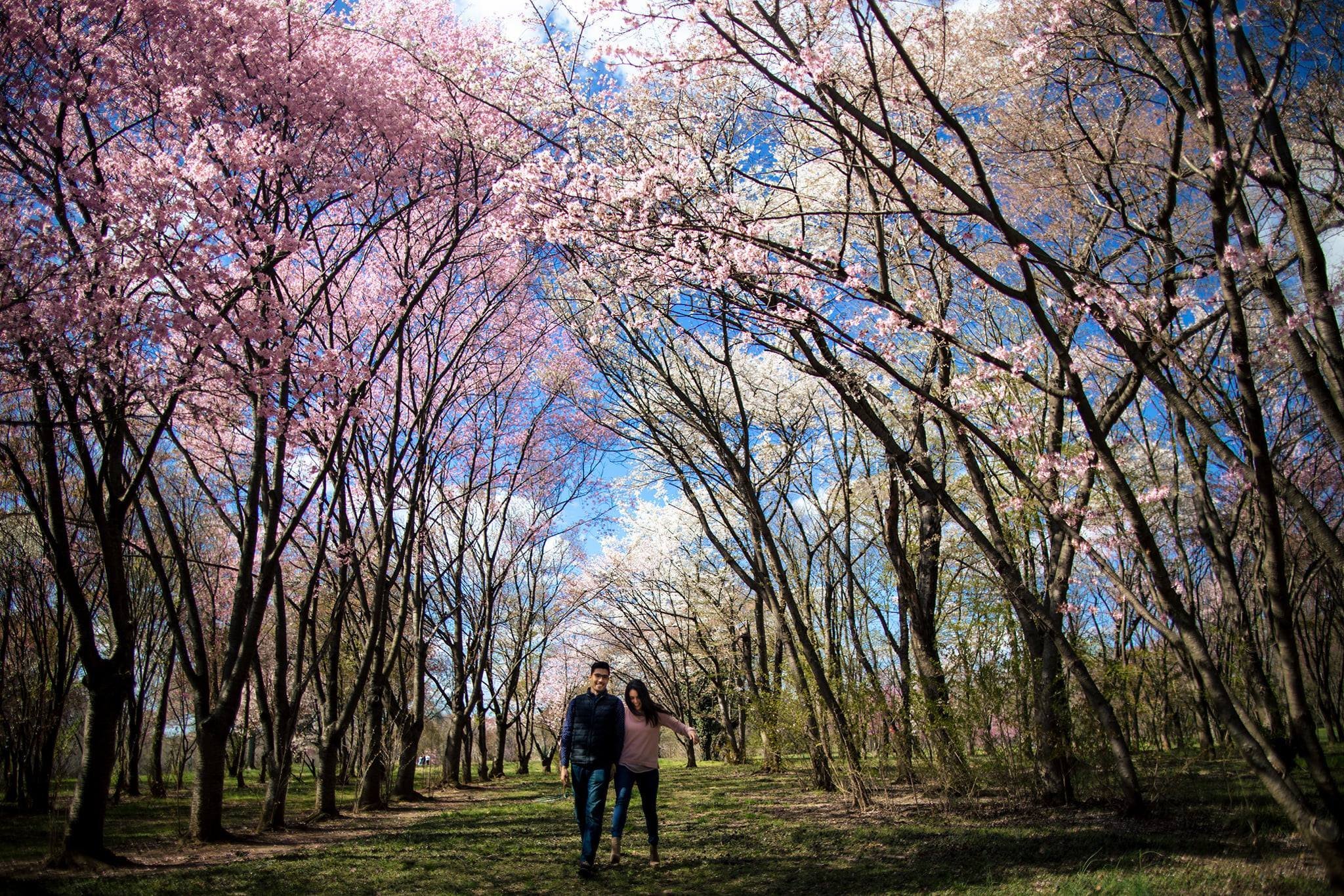 8 Best Locations for DC Cherry Blossom Photos (apart from the Tidal Basin)